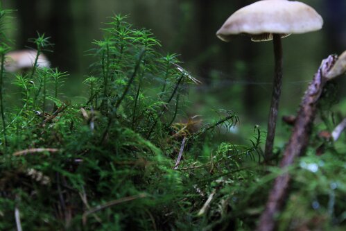 11173808754_913cebd862_o.jpg image